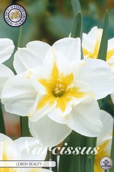 Narcissus Lemon Beauty 5-pack